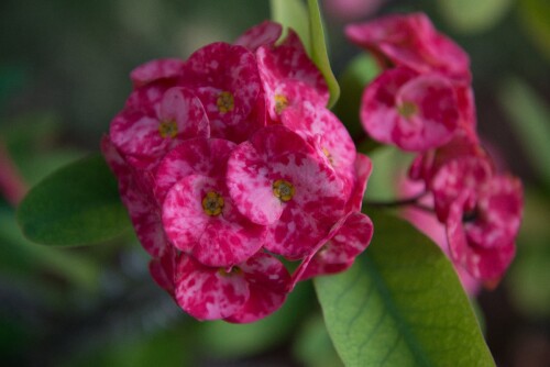 flowers_020.jpg